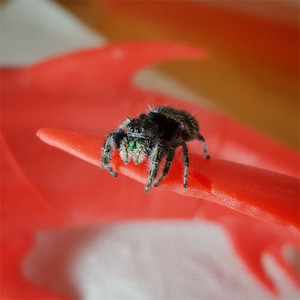 mermaid by nathan storm print with kudo3d titan1